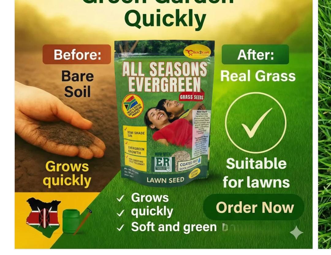 All Seasons Evergreen Grass Seeds 100g Each (Pack of 2)