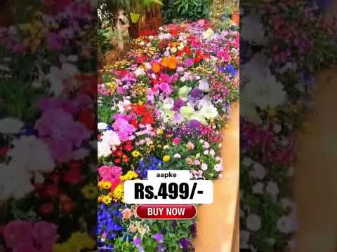 🌸 GrabNest™ Premium Bloom Collection 🌿
Buy 100 Varieties of Flower Seeds & Get a FREE Plant Growth Supplement